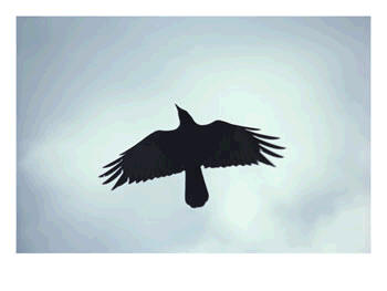 crow blackbird jackdaw