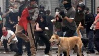 Lukanikos, the riot dog died in November of 2014. Â Much loved and respected. Â Rest In Peace.